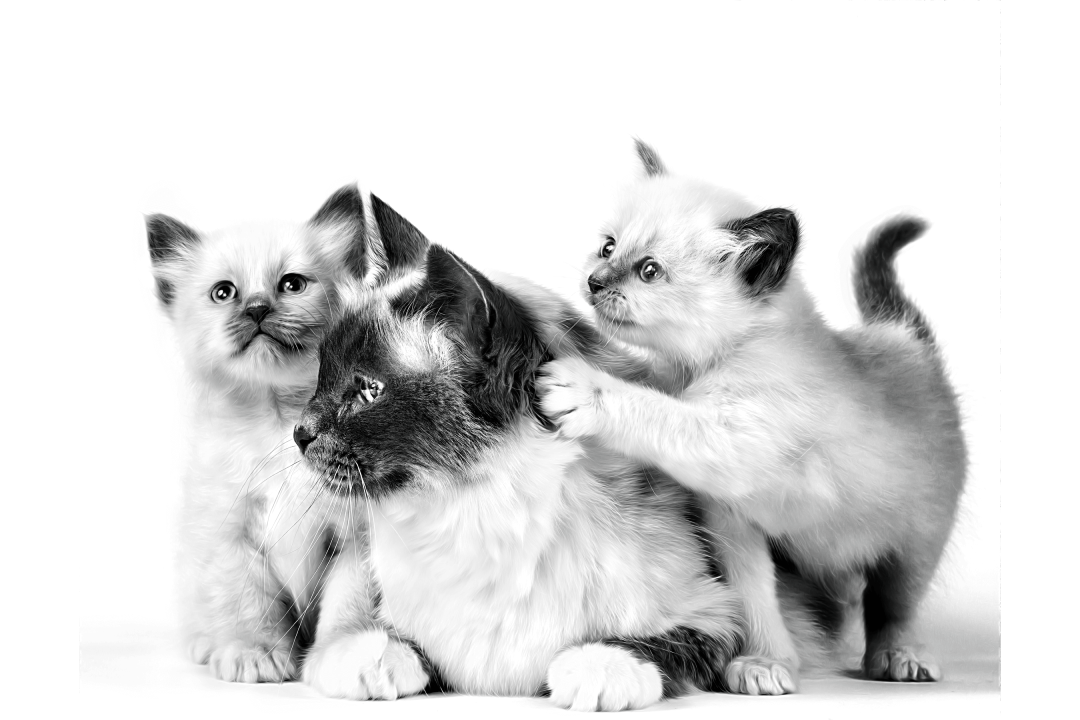 kittens